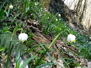 23 Leucojum vernum (Campanelle)